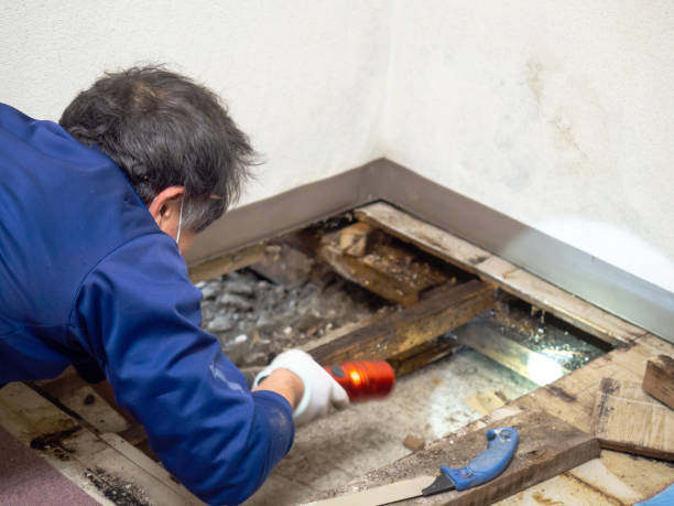 Best Mold Remediation Services  in Glen Dale, WV
