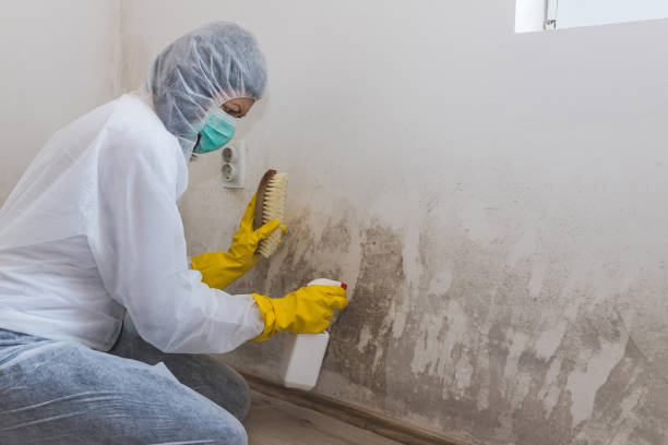 Best Mold Removal and Inspection  in Glen Dale, WV