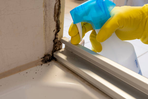 Best Residential Mold Removal  in Glen Dale, WV