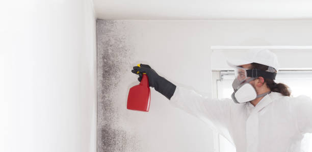 Mold Removal and Inspection in Glen Dale, WV