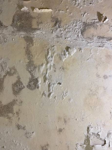 Best Mold Removal Company Near Me  in Glen Dale, WV