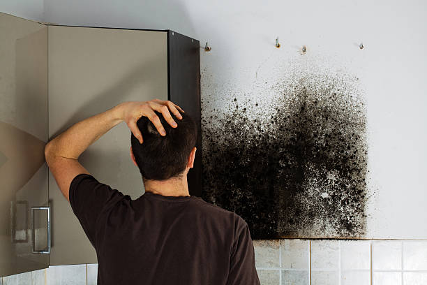 Best Mold Removal Specialists  in Glen Dale, WV