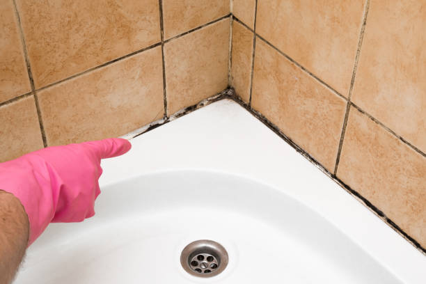 Best Commercial Mold Removal  in Glen Dale, WV
