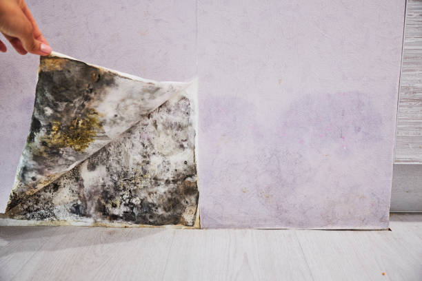 Glen Dale, WV Mold Removal Company